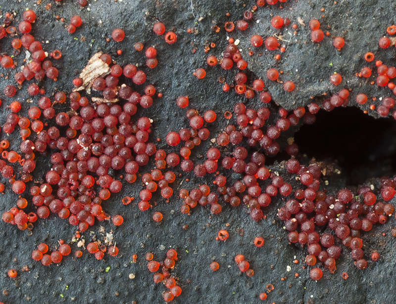 Nectria episphaeria